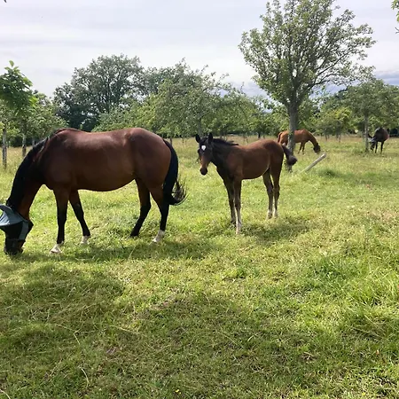 Σπίτι διακοπών Le Du Domaine De La Fresnee